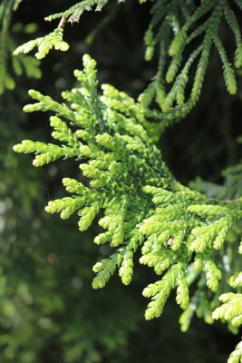 Thujopsis dolabrata - zeravinec japonský -jehlice